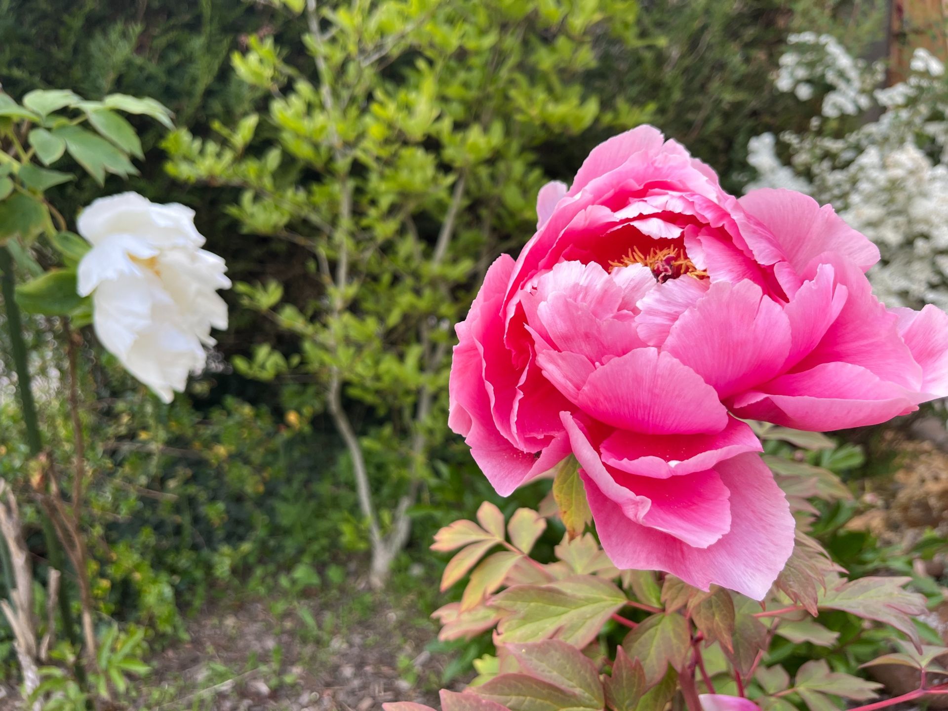 longère 10 Pièces en vente sur CHOISY EN BRIE (77320)