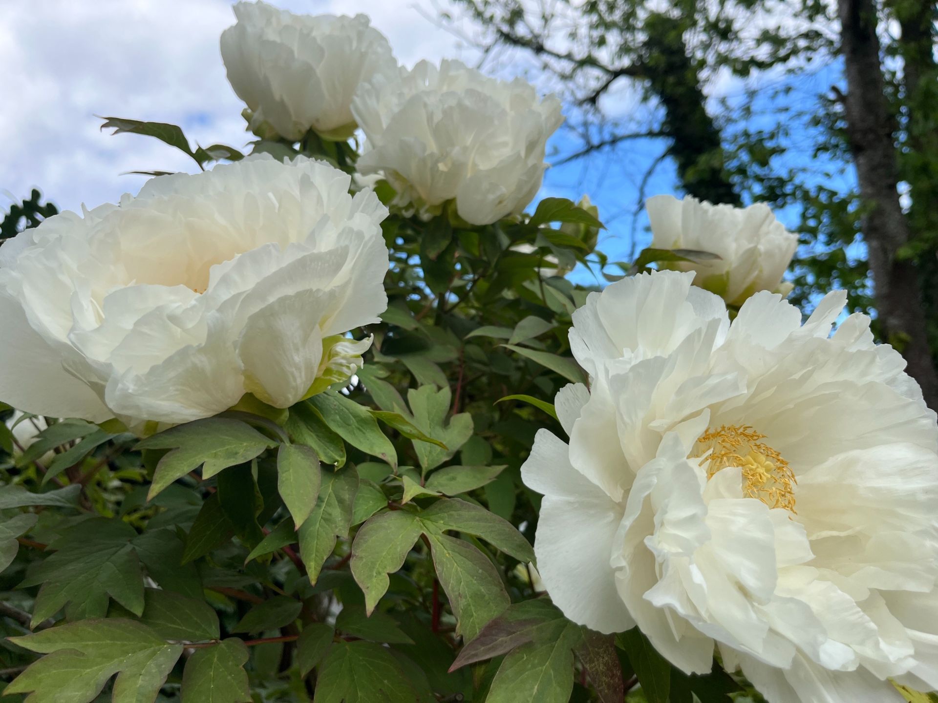 long house 10 rooms for sale on CHOISY EN BRIE (77320)