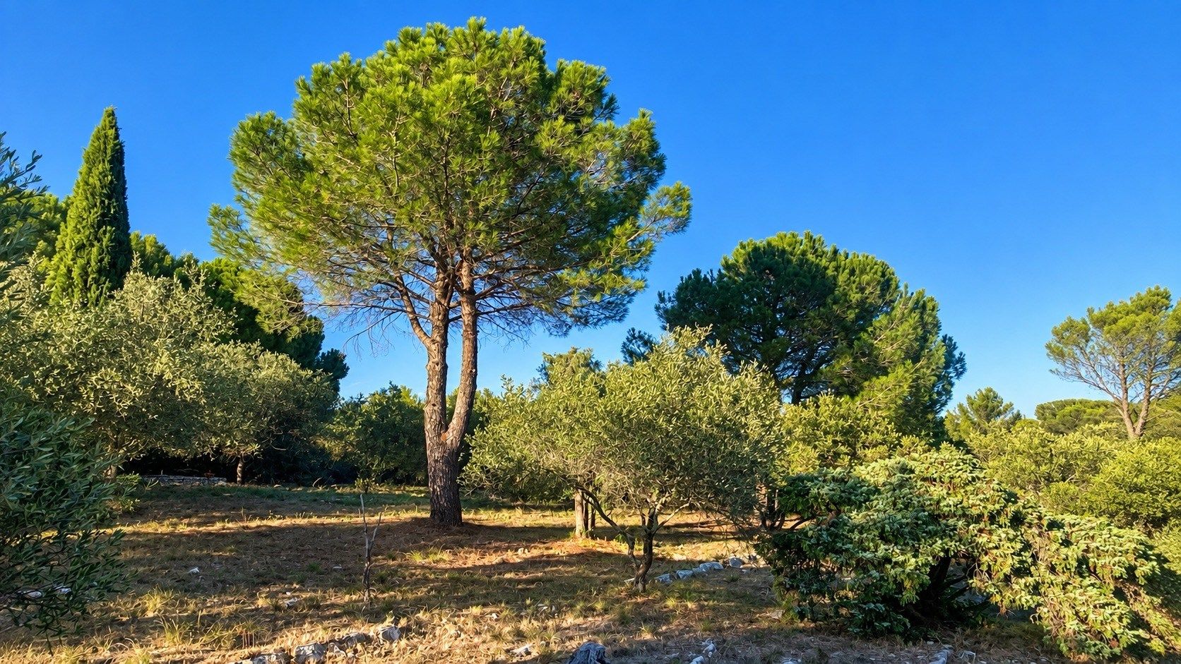maison provençale 6 Pièces en vente sur NIMES (30000)
