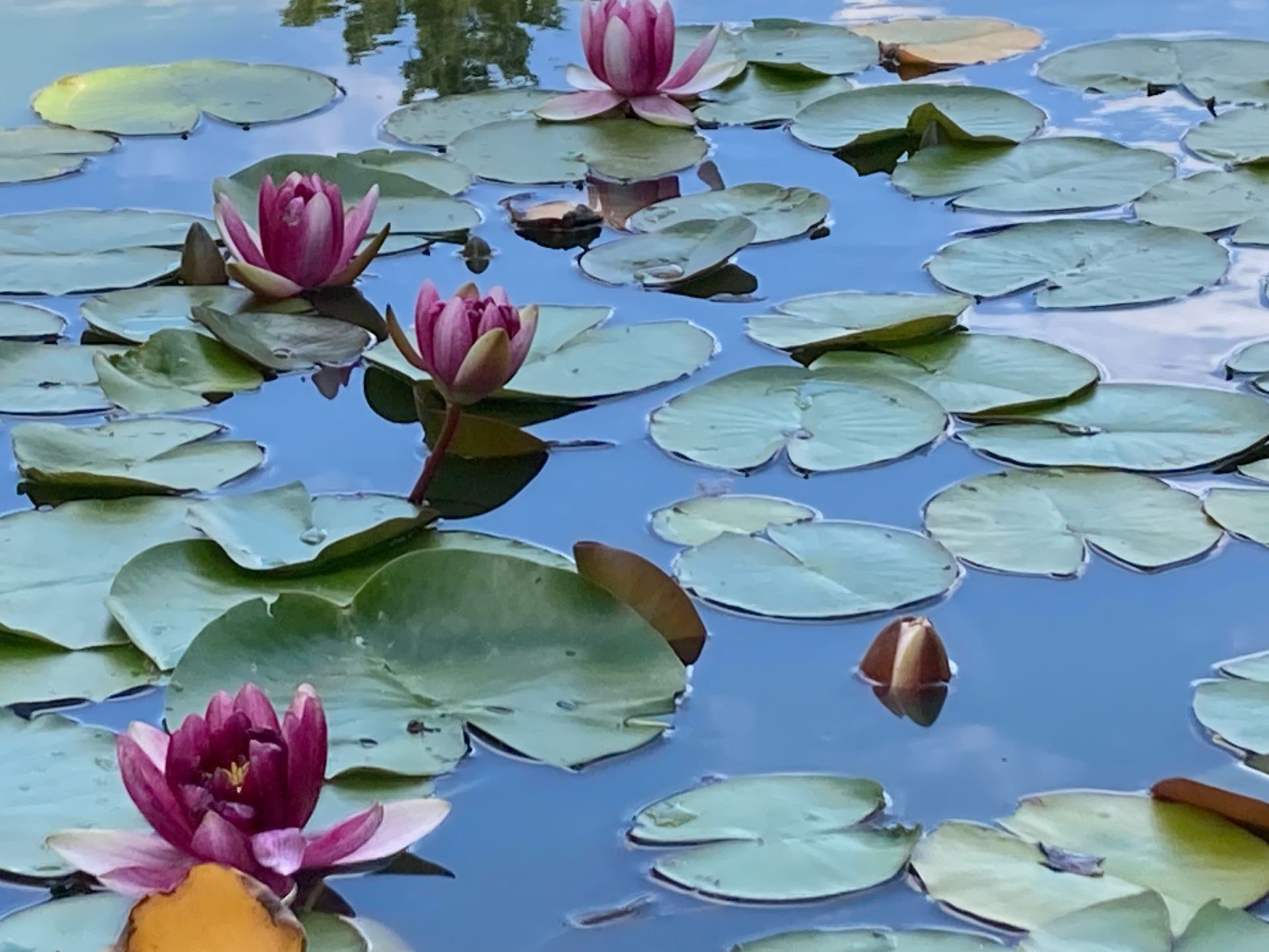 corps de ferme 7 Pièces en vente sur VAUDOY EN BRIE (77141)